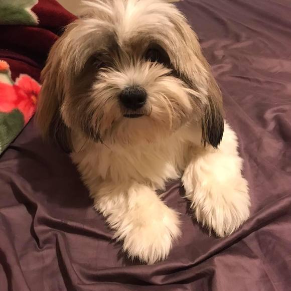 Meet your Posher, Thanh - Picture 1 of 1